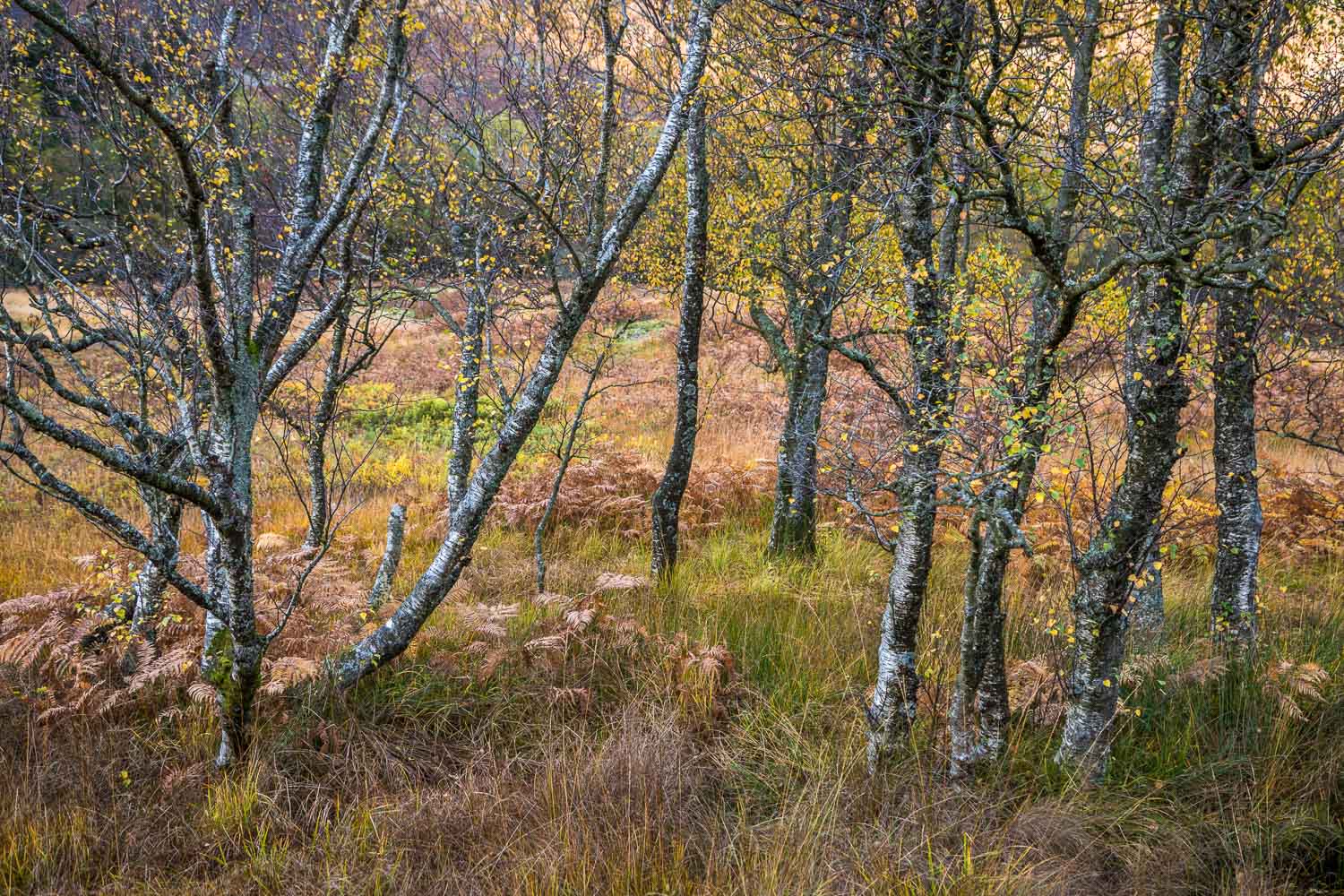 Borrowdale birches, Manesty