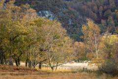 Borrowdale woodland