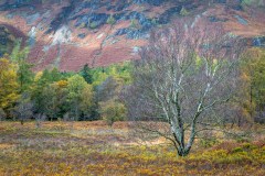 Borrowdale birches, Manesty