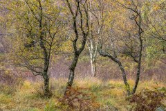 Borrowdale birches, Manesty