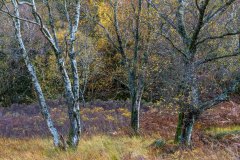Manesty woodland, Borrowdale birches