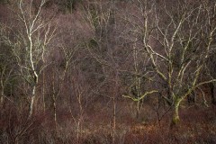 Derwent Water woodland