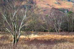 Derwent Water woodland