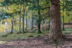 Derwent Water, Brandelhow Park