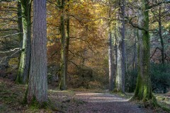 Manesty Park