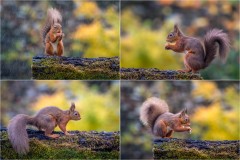 Red squirrel