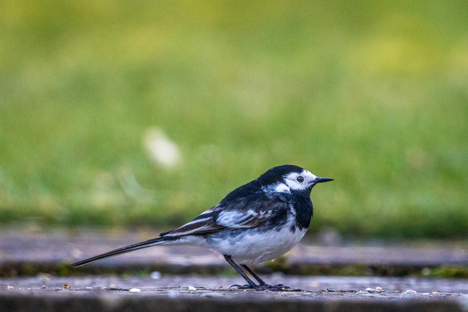 Pied wagtail Lake District