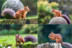 Red squirrel Lake District