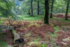 Derwent Water walk