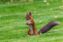 Red squirrel Lake District