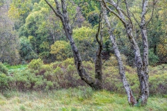 Derwent Water walk, Manesty