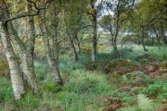 Derwent Water walk