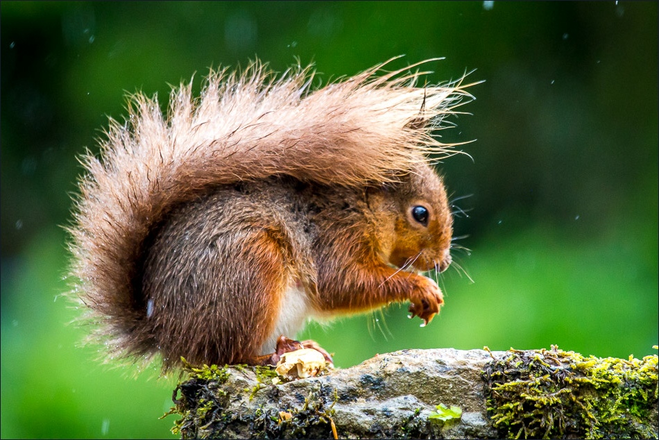 red squirrel  in rain, lake district