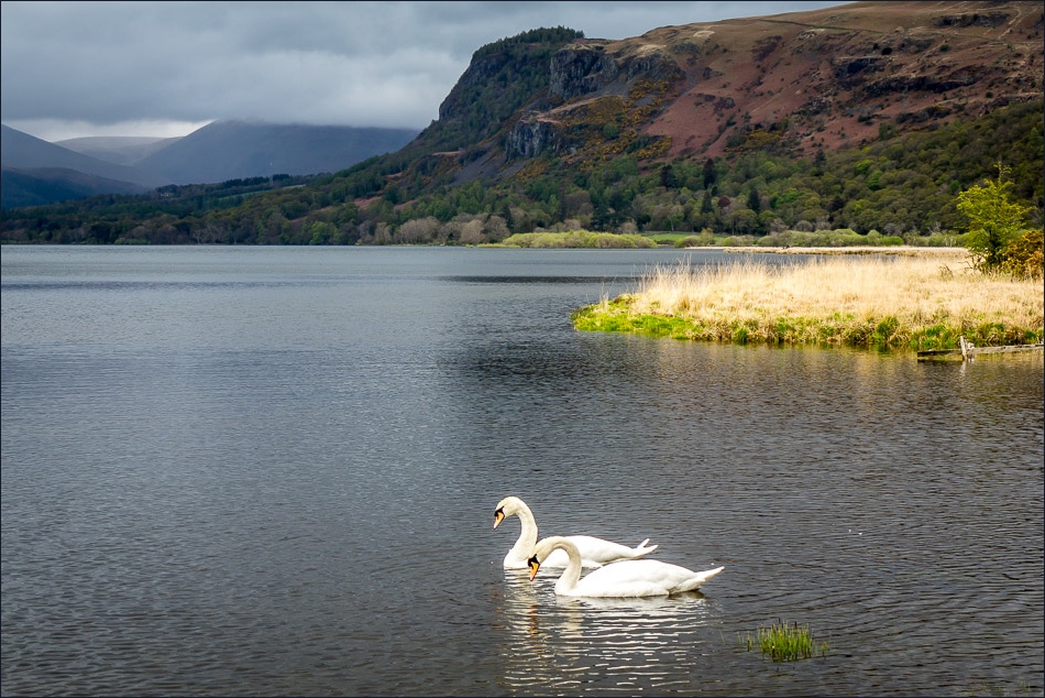 Derwent Water swans