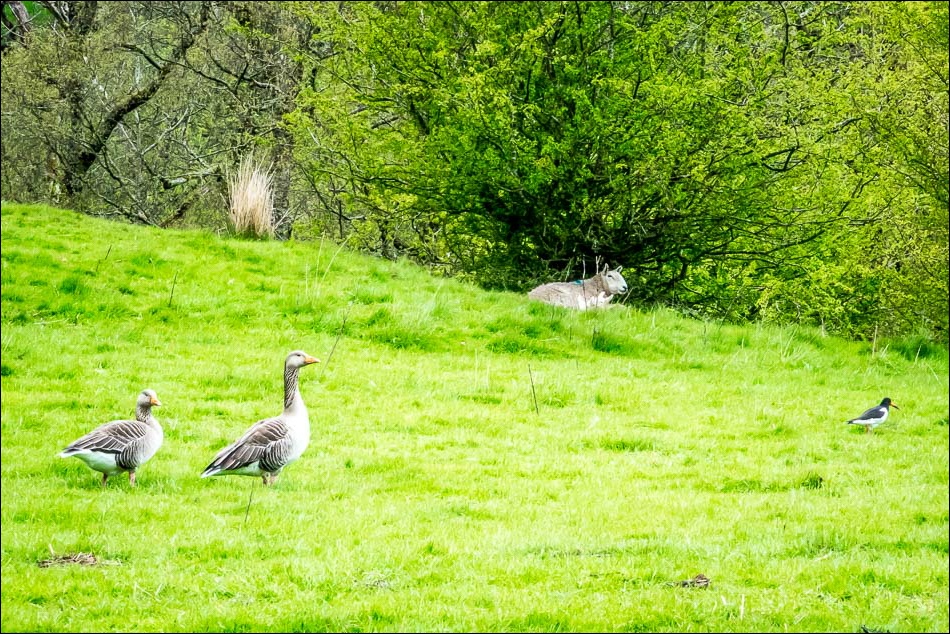 greylag geese, sheep with lamb, oystercatcher,  Derwent Water