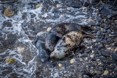 Dinas Island seal