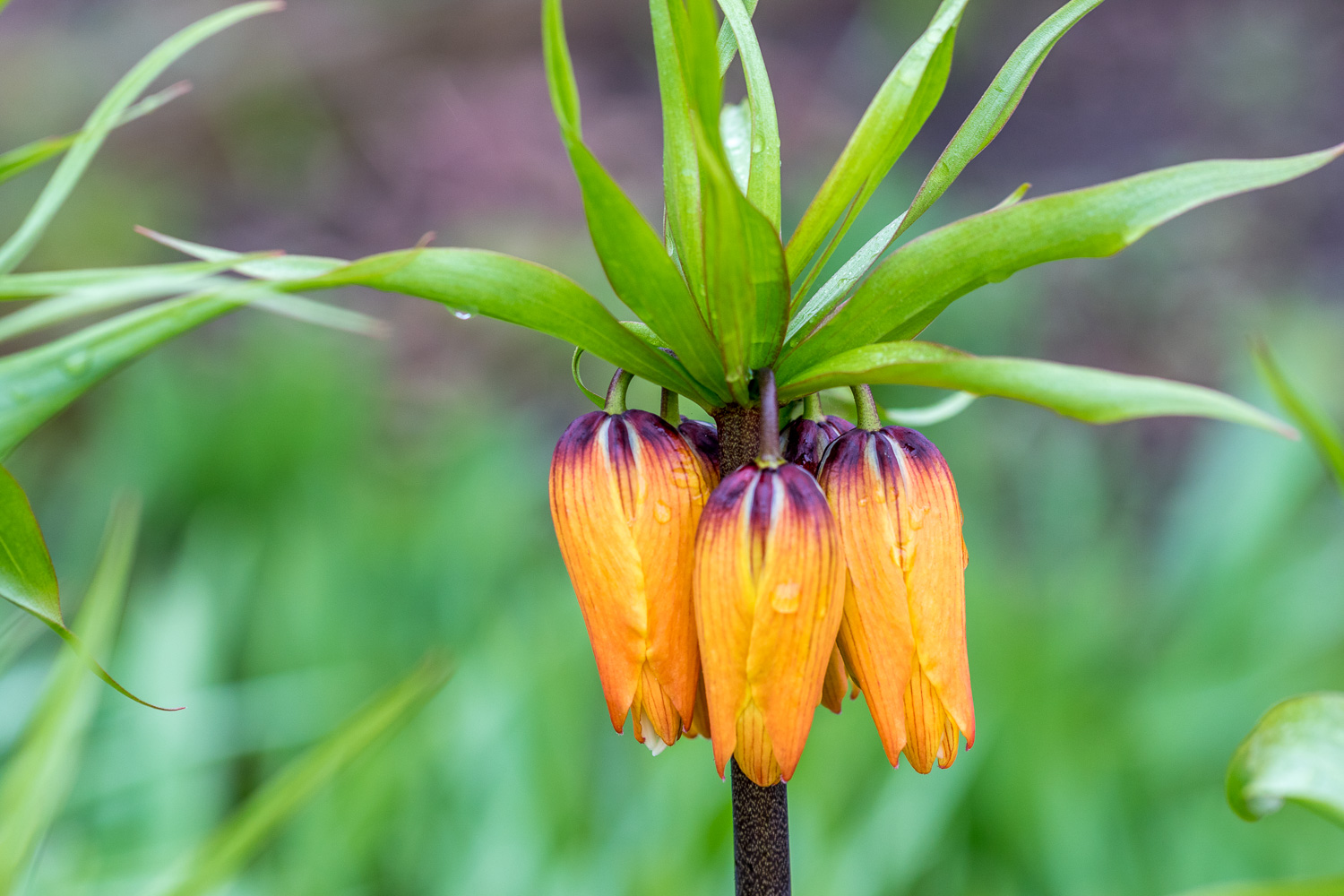 Crown Imperial  lily