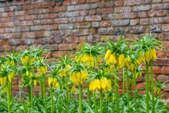 Crown Imperial  lily