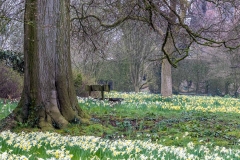 Doddington Hall daffodils