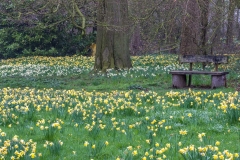 Doddington Hall daffodils
