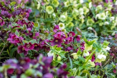 Hellebore