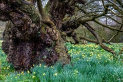 Doddington Hall walk
