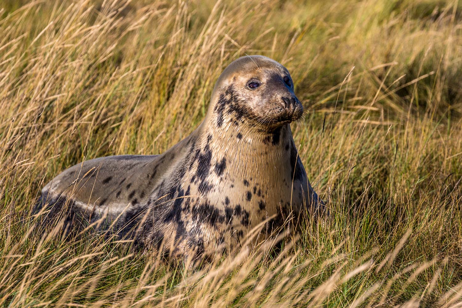 Donna Nook grey seal