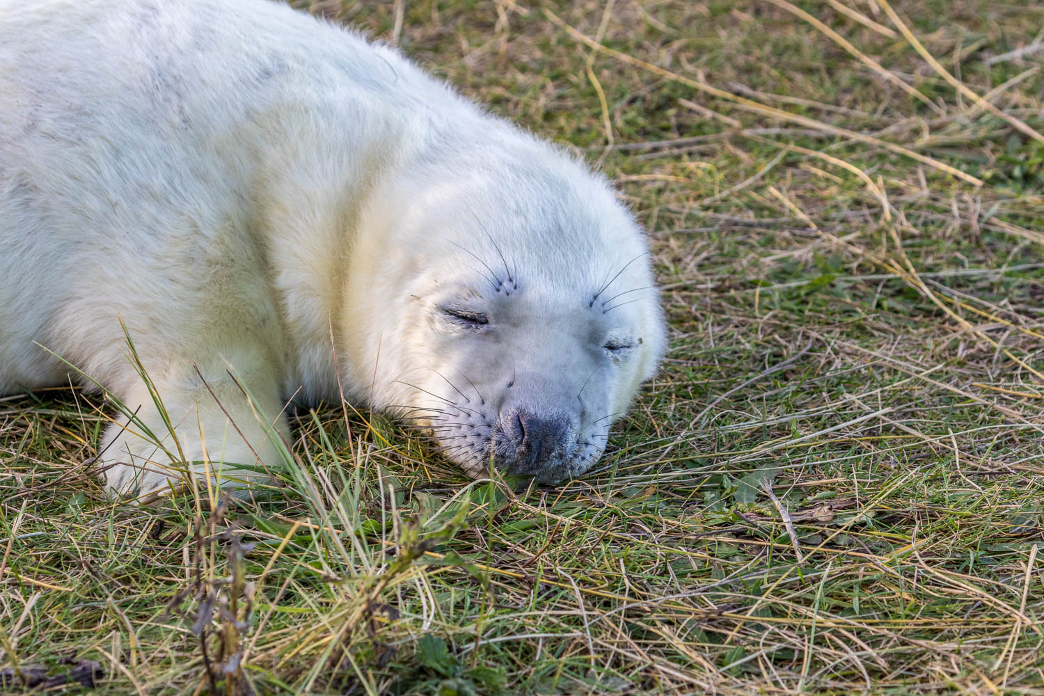 Donna Nook seal pup