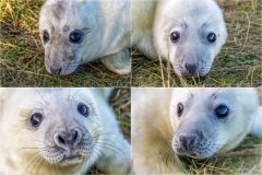 Donna Nook seal pups