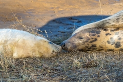 Donna Nook seal