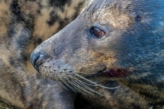 Donna Nook seals