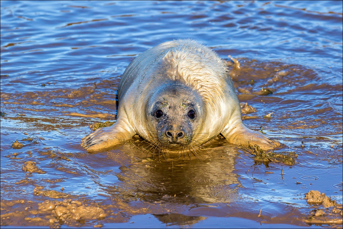 Donna Nook, grey seals