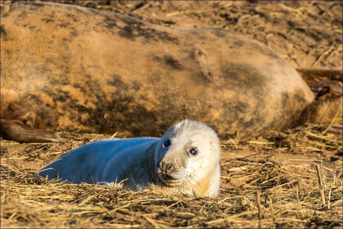 Donna Nook, grey seals
