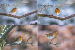 robin