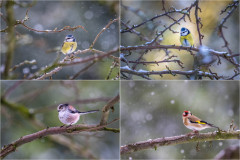 blue tit, long tailed tit, goldfinch