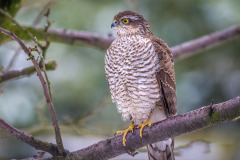 Sparrowhawk
