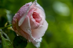 Garden rose