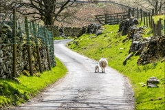 Boredale
