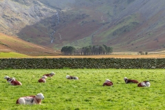 Warnscale Bottom