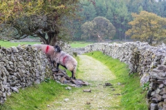 Dry stone wall Lake District