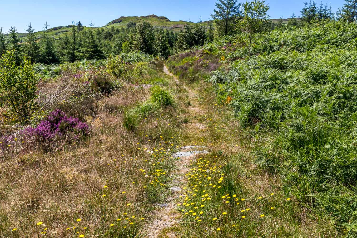 Hardknott Forest Hardknott Forest