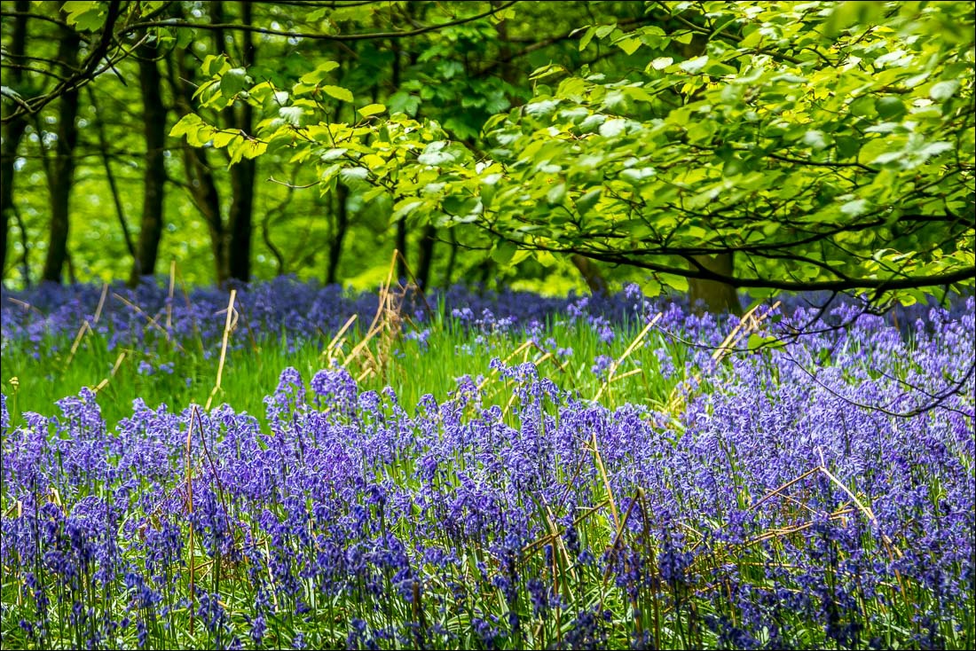 Flakebridge Wood bluebells