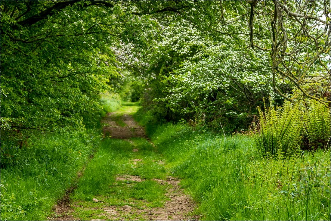 Flakebridge Wood walk