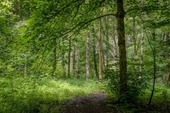 Dumfries House, Shaw Wood