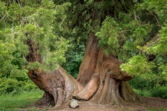 Dumfries House, ancient tree