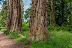 Dumfries House, trees