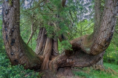 Dumfries House, trees