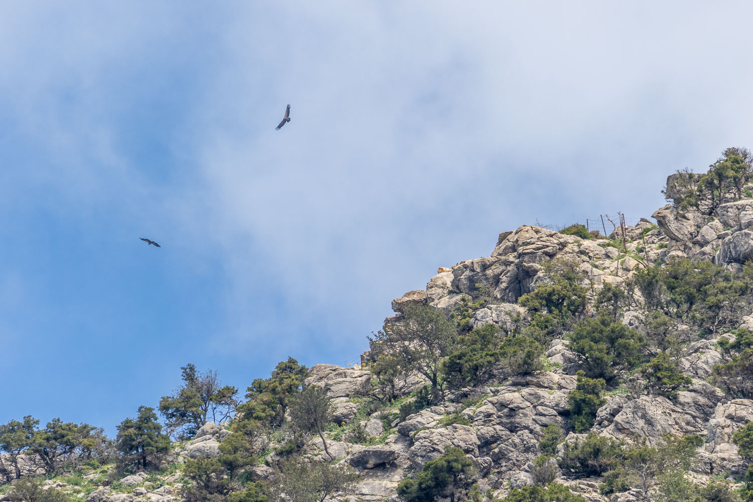 El Gastor walk, Andalucia walk, griffon vultures