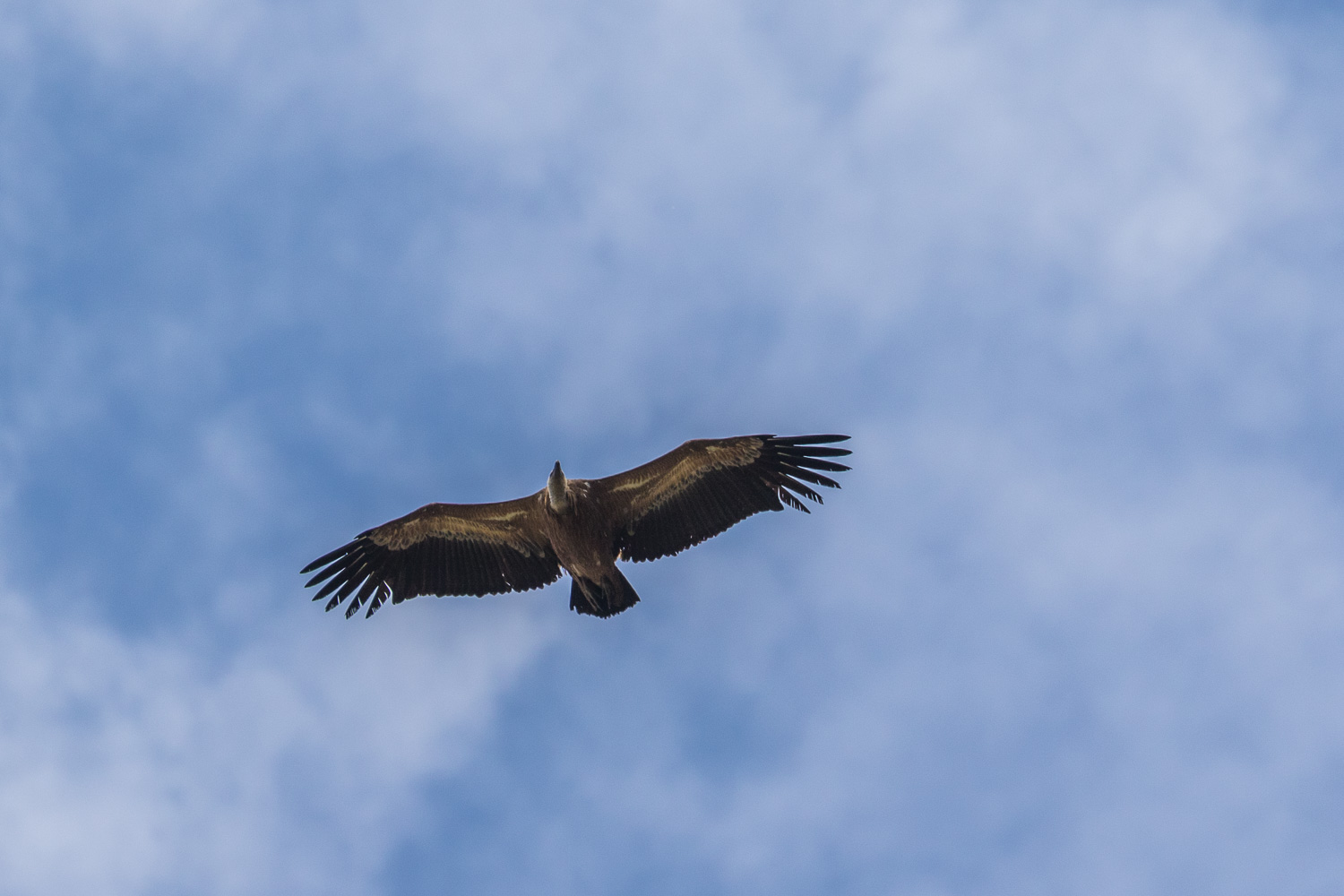 griffon vulture Andalucia