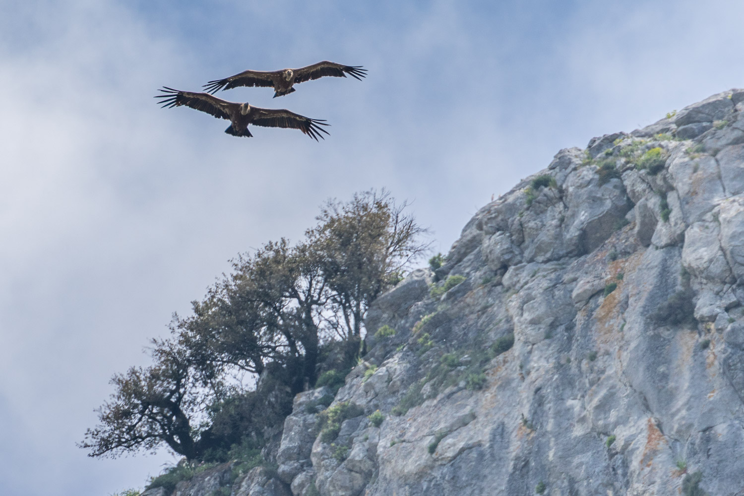 griffon vulture Andalucia